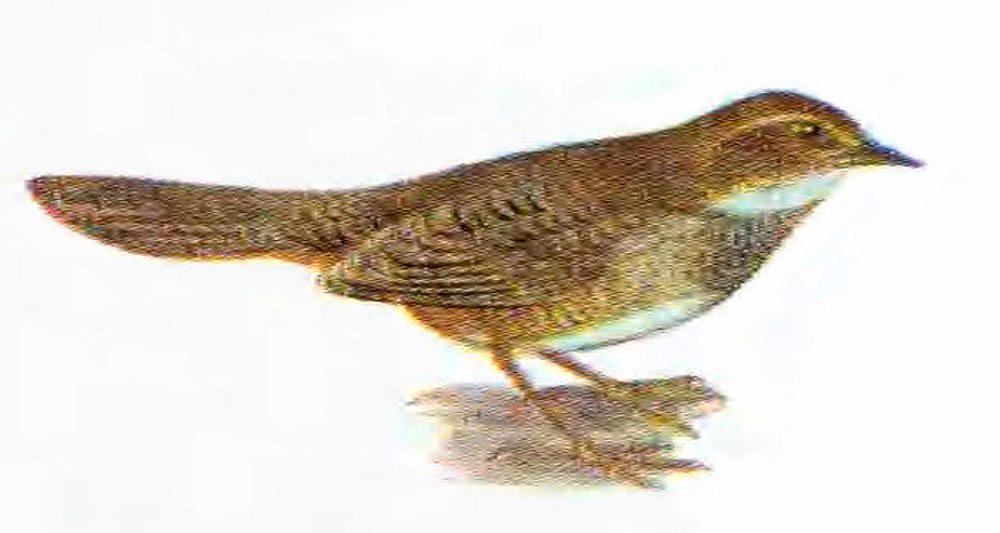 噪薮鸟 / Noisy Scrubbird / Atrichornis clamosus