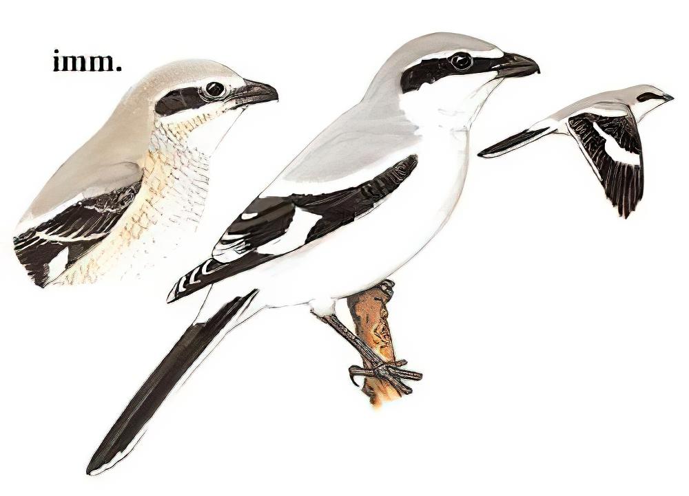 西方灰伯劳 / Great Grey Shrike / Lanius excubitor