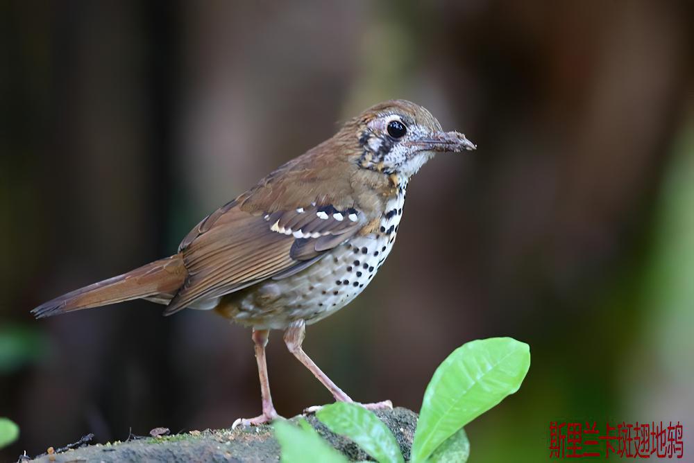 斑翅地鸫 / Spot-winged Thrush / Geokichla spiloptera