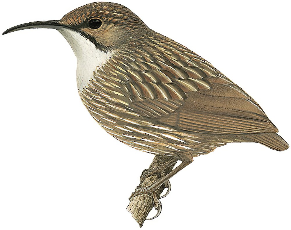 白喉鹩鹛 / White-throated Wren-Babbler / Napothera pasquieri