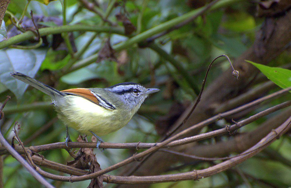 棕翅蚁鹩 / Rufous-winged Antwren / Herpsilochmus rufimarginatus