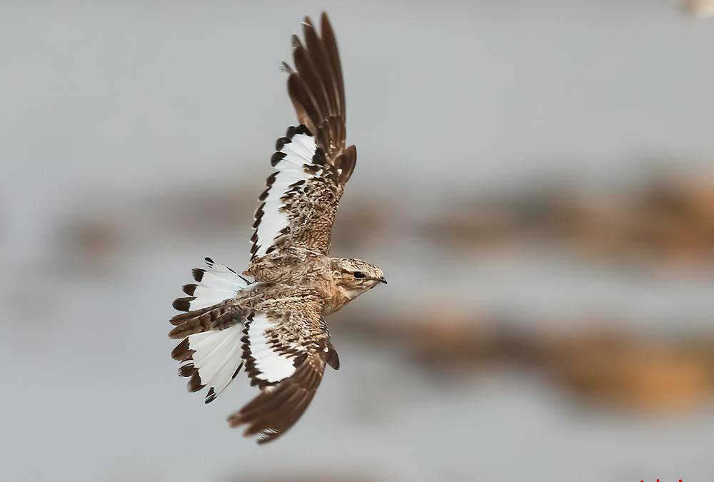 沙色夜鹰 / Sand-colored Nighthawk / Chordeiles rupestris