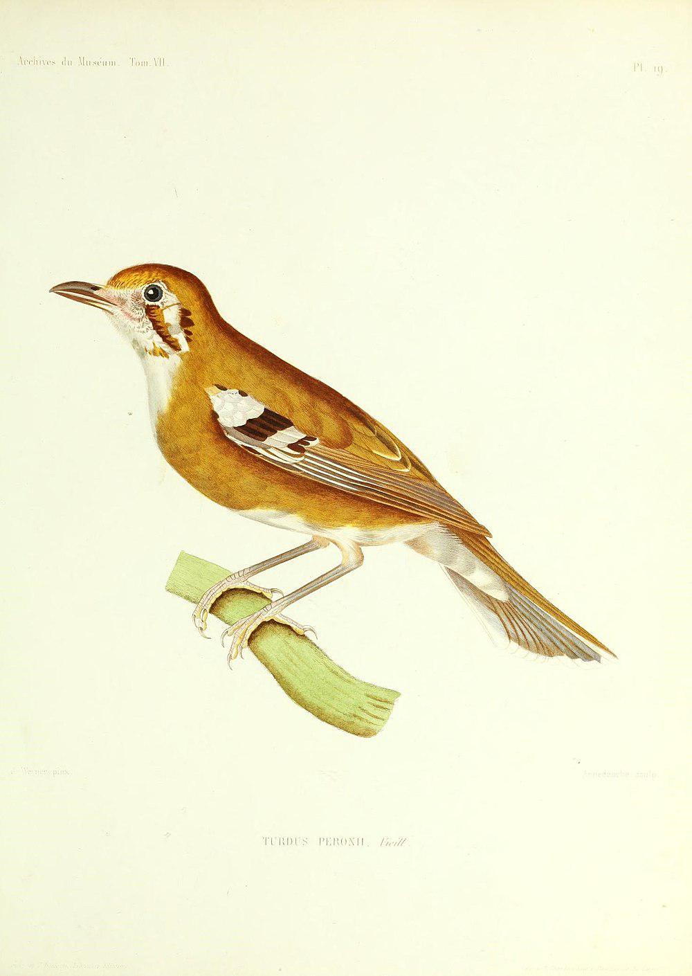 橙斑地鸫 / Orange-sided Thrush / Geokichla peronii