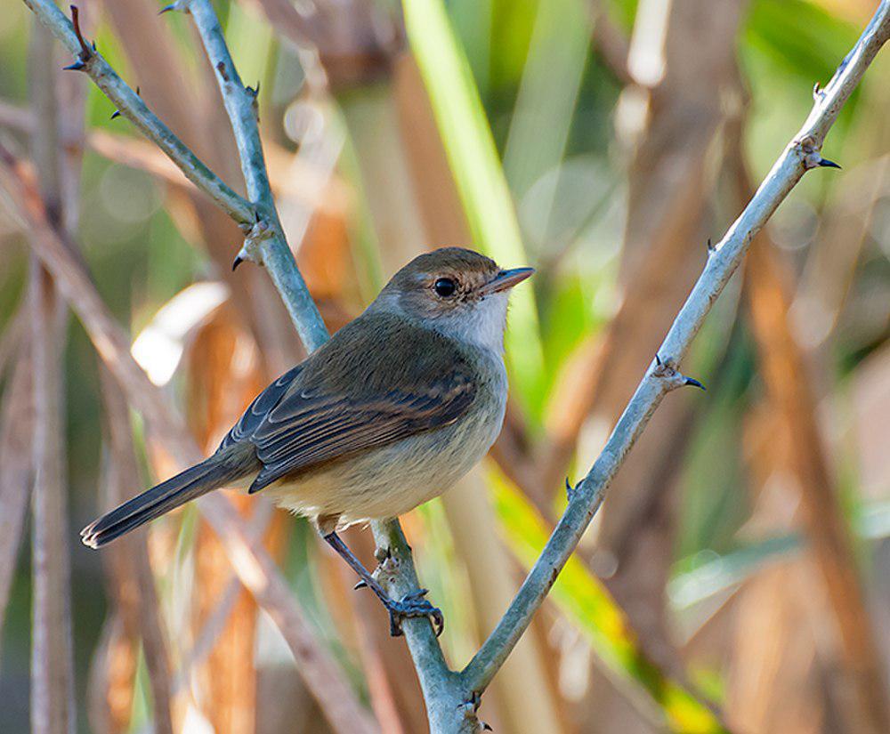 褐顶侏霸鹟 / Tawny-crowned Pygmy Tyrant / Euscarthmus meloryphus