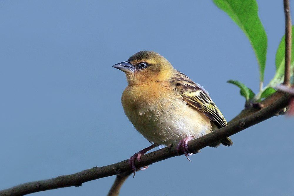 北非褐喉织雀 / Northern Brown-throated Weaver / Ploceus castanops