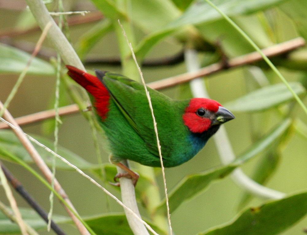 斐济鹦雀 / Fiji Parrotfinch / Erythrura pealii