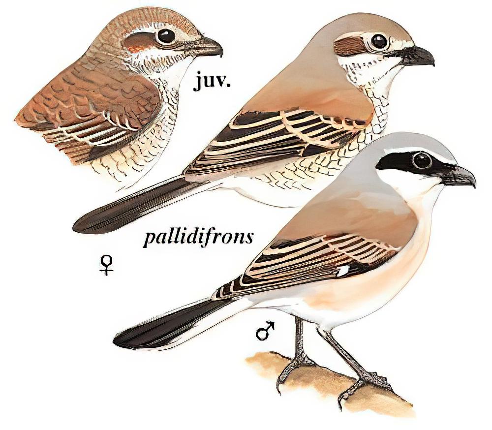 红背伯劳 / Red-backed Shrike / Lanius collurio