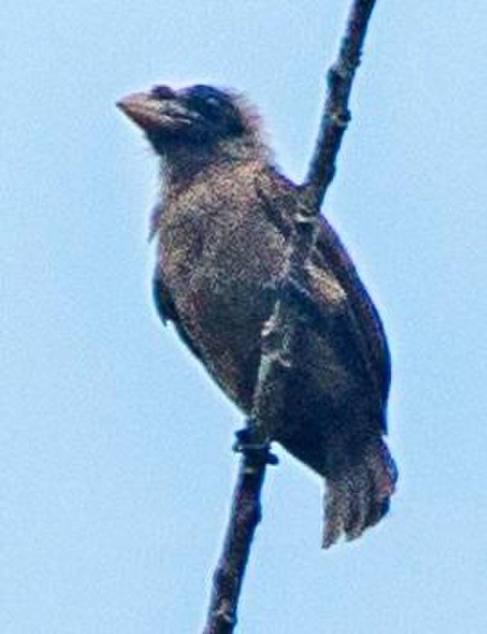 须鼻拟䴕 / Bristle-nosed Barbet / Gymnobucco peli