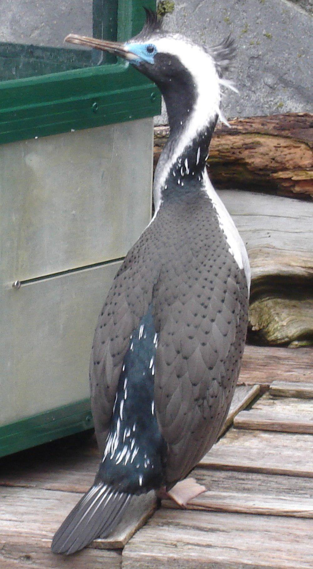 点斑鸬鹚 / Spotted Shag / Phalacrocorax punctatus