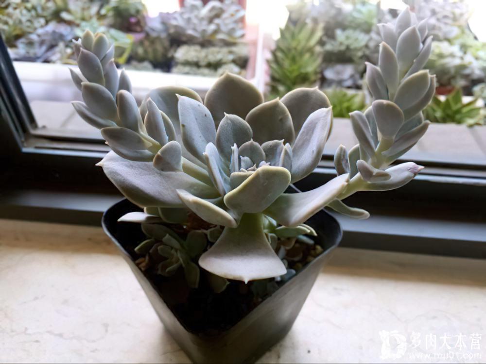 鲁氏石莲Echeveria runyonii