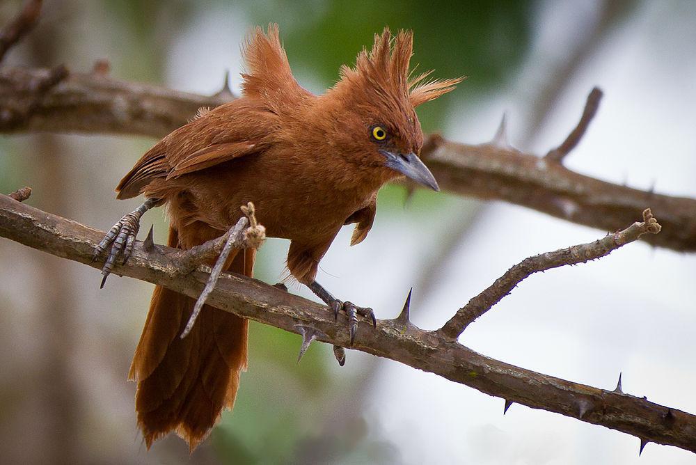 棕巨灶鸫 / Caatinga Cacholote / Pseudoseisura cristata