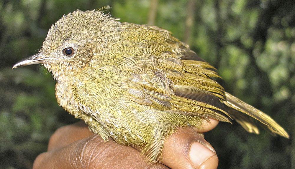 格氏丛莺 / Grauer\'s Warbler / Graueria vittata