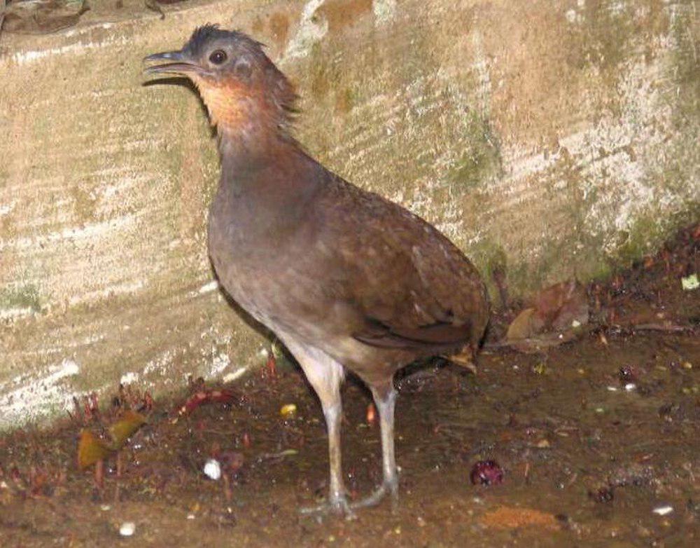 巴西穴䳍 / Brazilian Tinamou / Crypturellus strigulosus