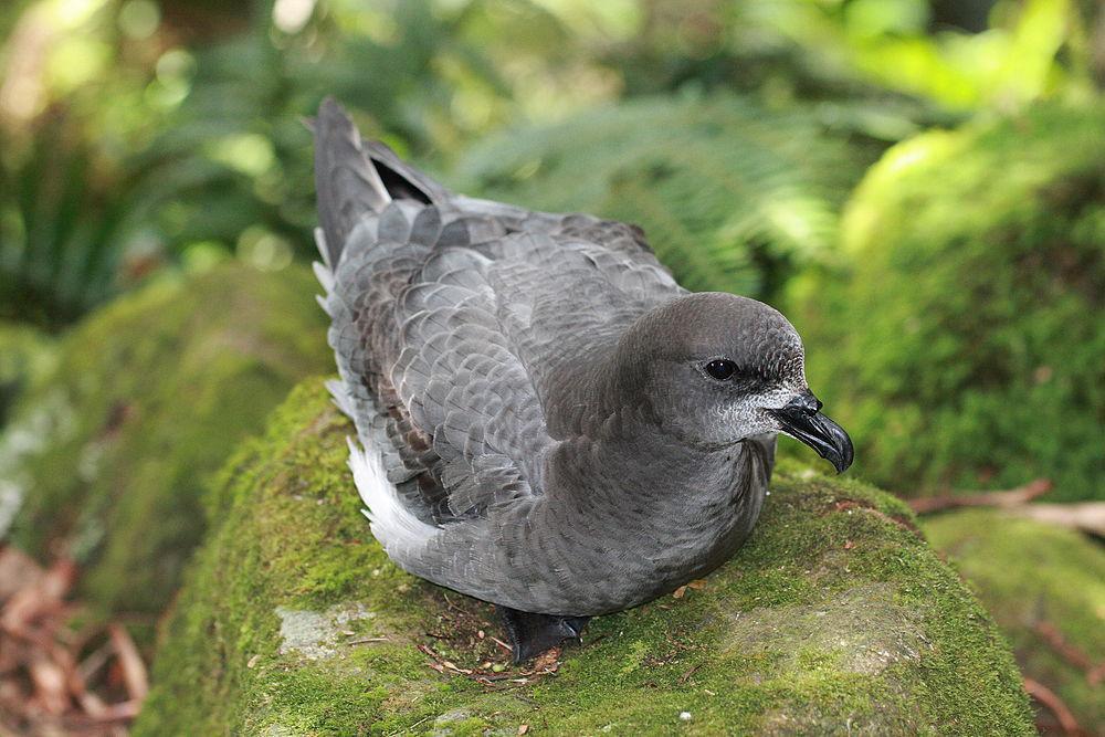 棕头圆尾鹱 / Providence Petrel / Pterodroma solandri