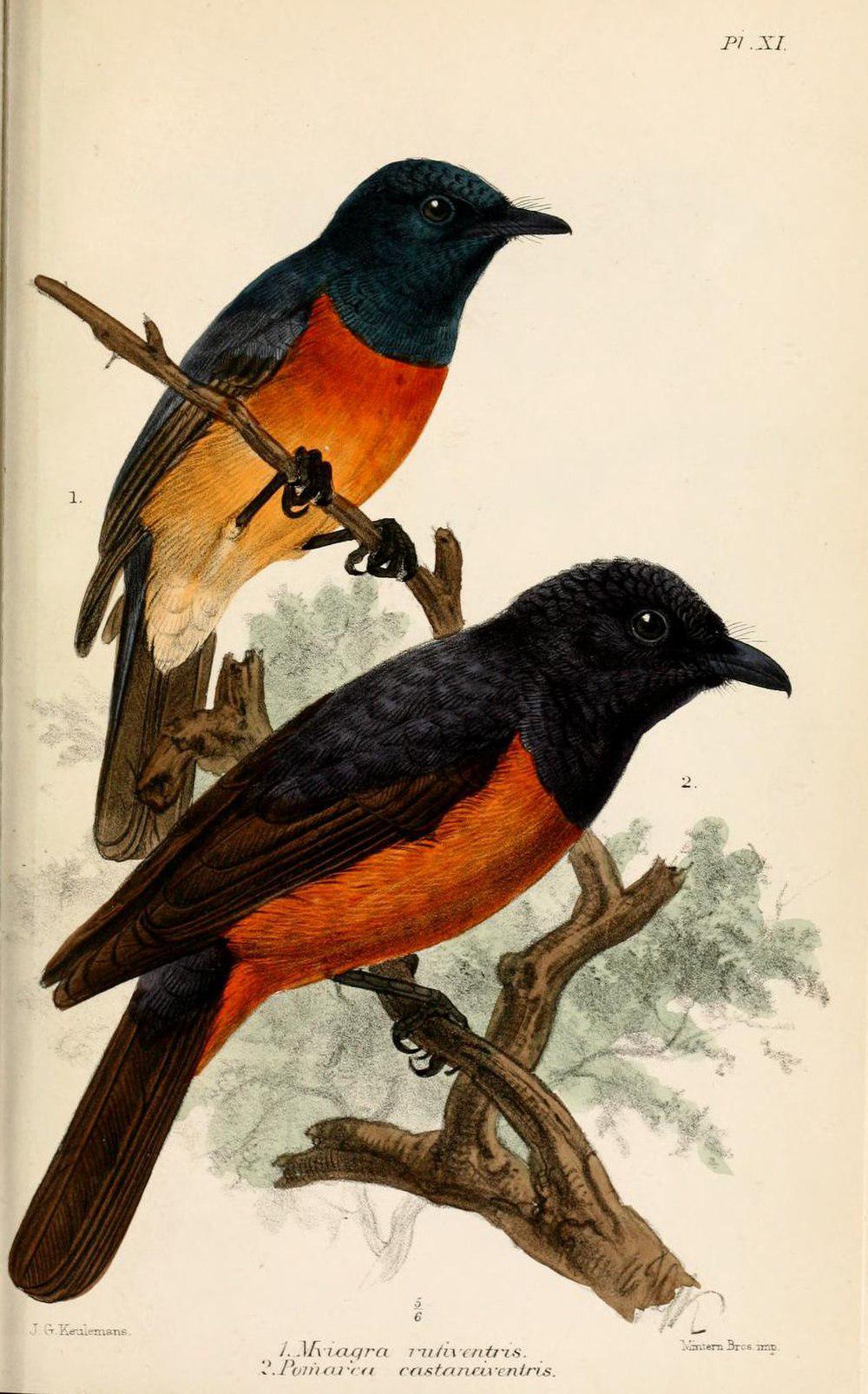 栗腹王鹟 / Chestnut-bellied Monarch / Monarcha castaneiventris