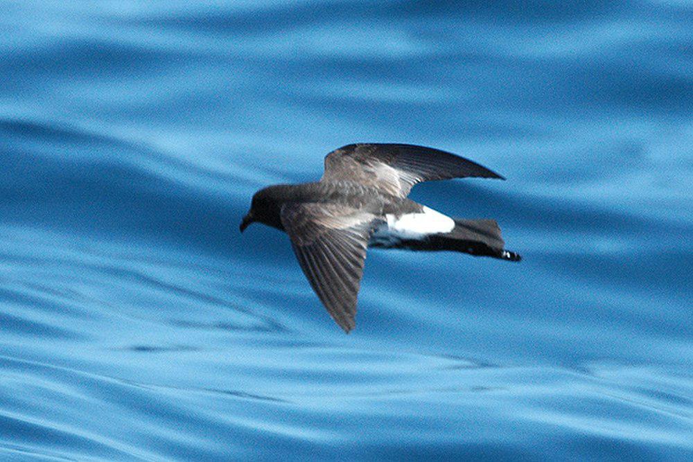 新西兰舰海燕 / New Zealand Storm Petrel / Fregetta maoriana