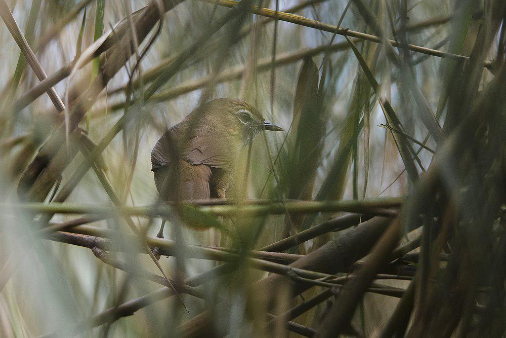 沼泽幽鹛 / Marsh Babbler / Pellorneum palustre