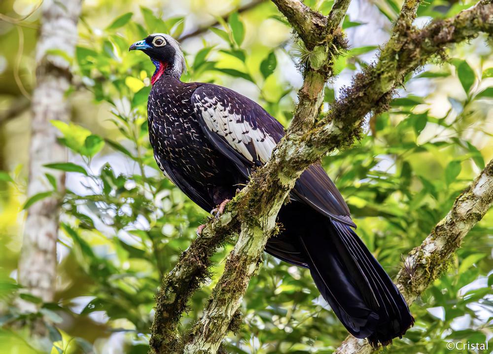 黑额鸣冠雉 / Black-fronted Piping Guan / Pipile jacutinga