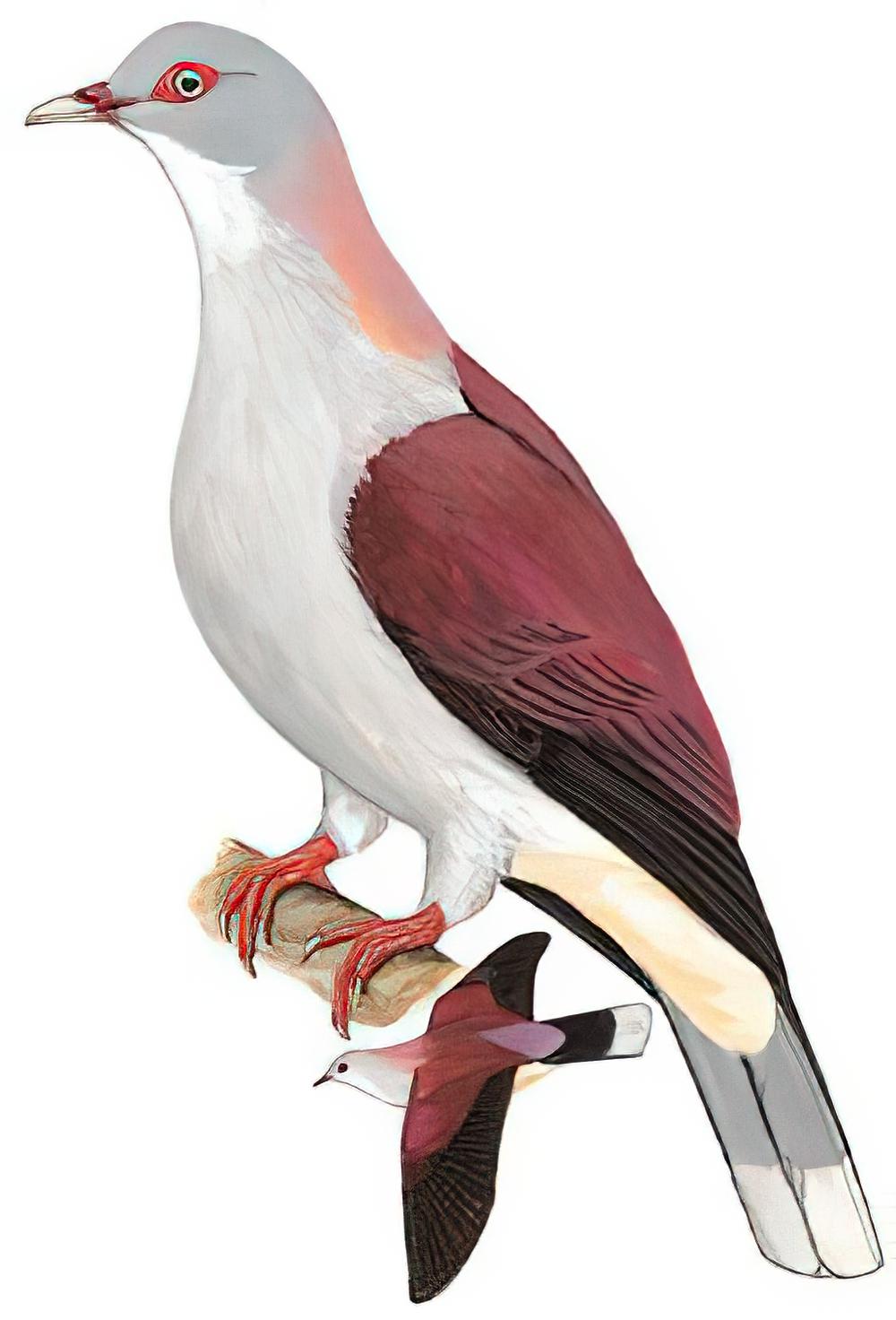山皇鸠 / Mountain Imperial Pigeon / Ducula badia