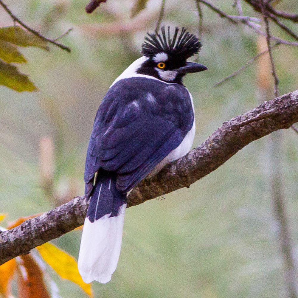 簇蓝鸦 / Tufted Jay / Cyanocorax dickeyi