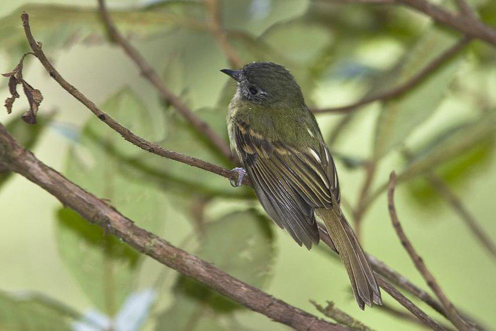 印加窄嘴霸鹟 / Inca Flycatcher / Leptopogon taczanowskii