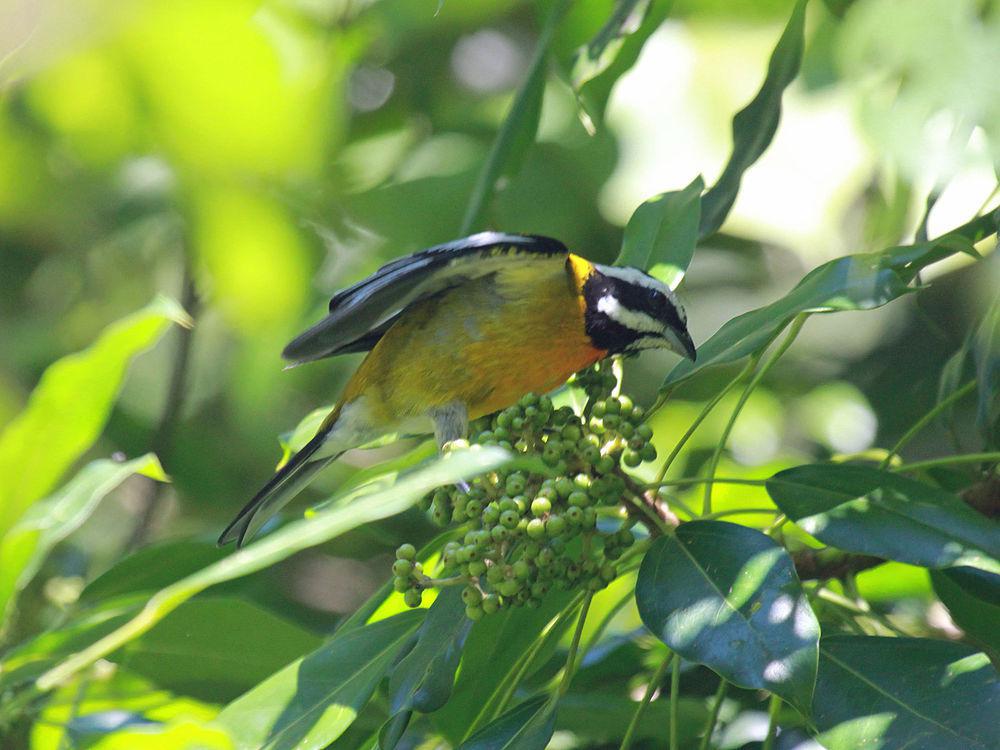 牙买加纹头唐纳雀 / Jamaican Spindalis / Spindalis nigricephala