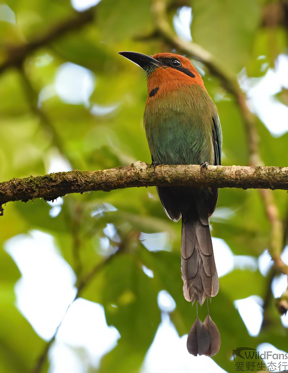 阔嘴翠鴗 / Broad-billed Motmot / Electron platyrhynchum