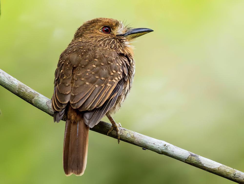 白须蓬头䴕 / White-whiskered Puffbird / Malacoptila panamensis