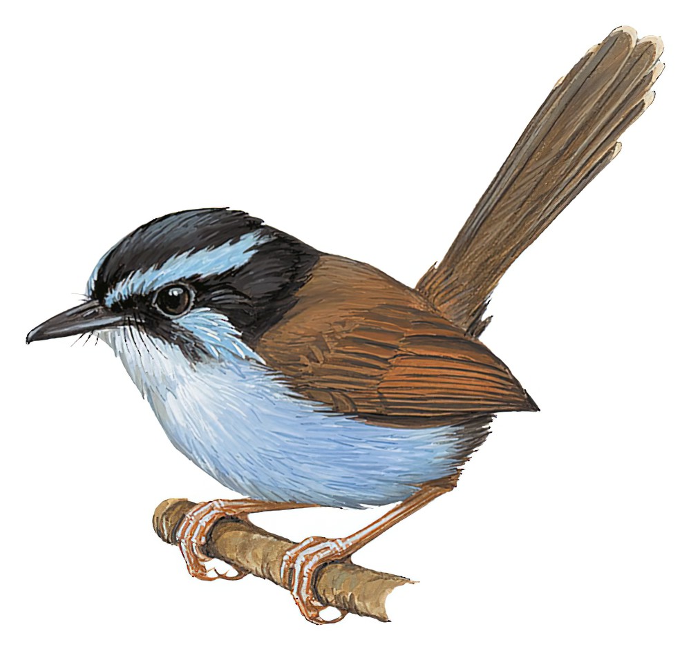 坎氏细尾鹩莺 / Campbell's Fairywren / Chenorhamphus campbelli