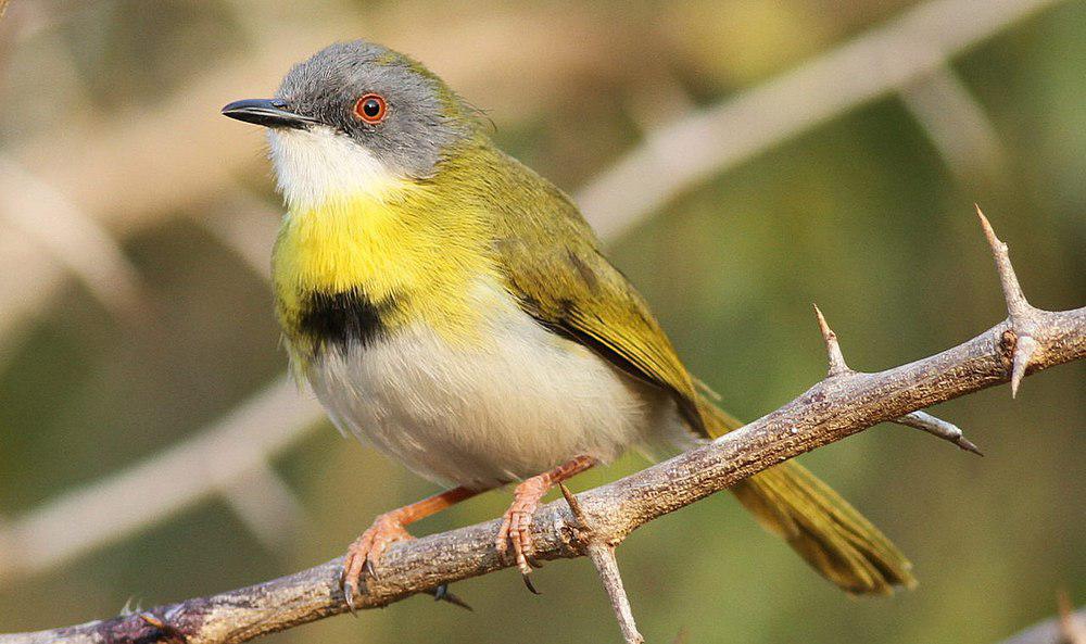 黄胸娇莺 / Yellow-breasted Apalis / Apalis flavida