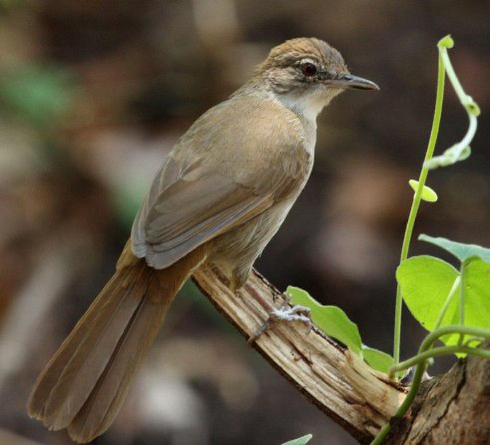 褐旋木鹎 / Terrestrial Brownbul / Phyllastrephus terrestris