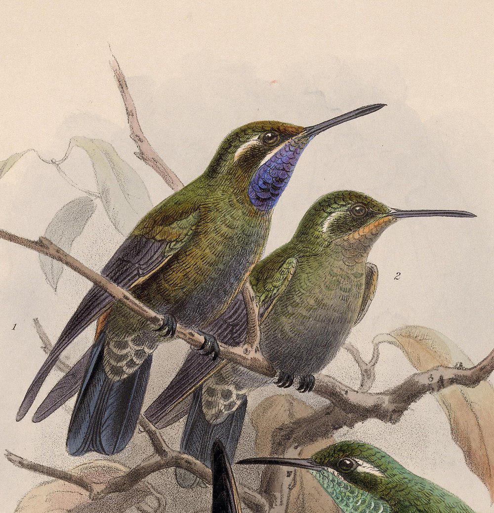 辉紫喉宝石蜂鸟 / Amethyst-throated Mountaingem / Lampornis amethystinus