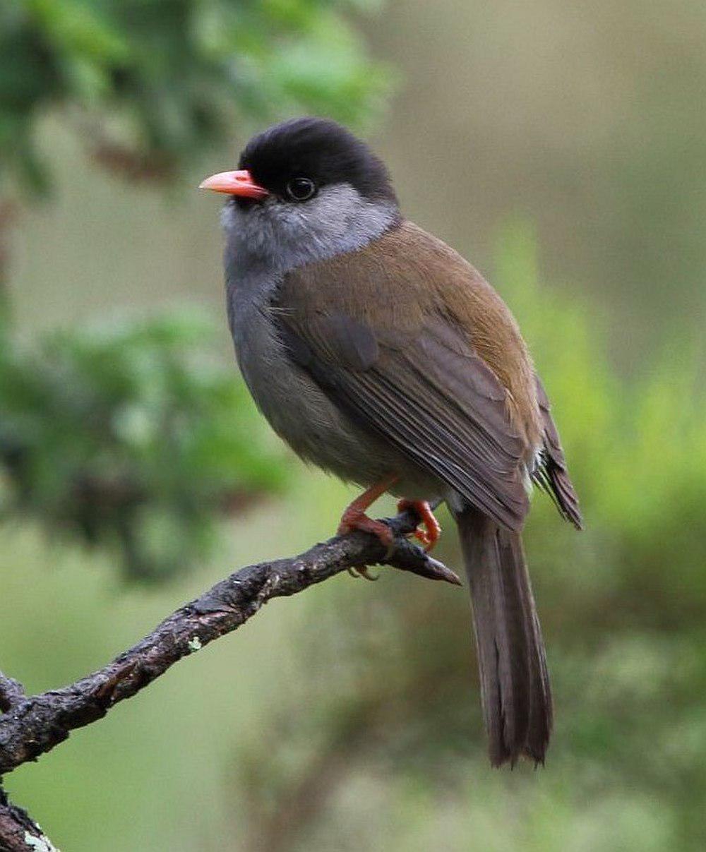 黑顶鵙鹛 / Bush Blackcap / Sylvia nigricapillus