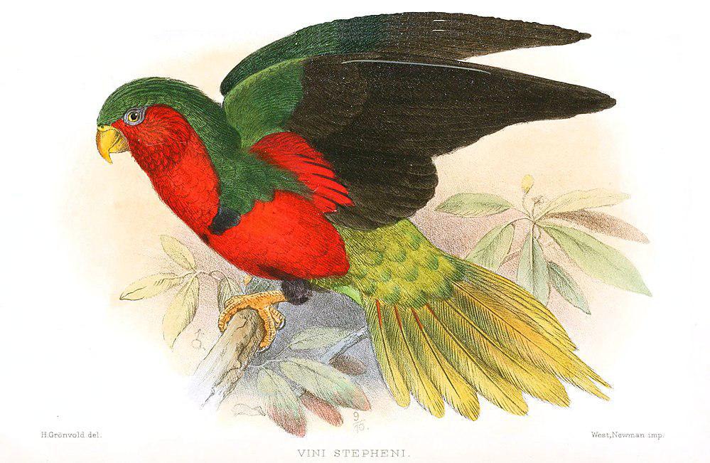 施氏鹦鹉 / Stephen\'s Lorikeet / Vini stepheni