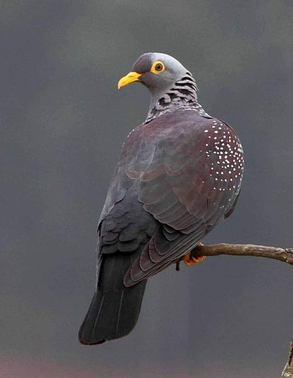 黄眼鸽 / African Olive Pigeon / Columba arquatrix