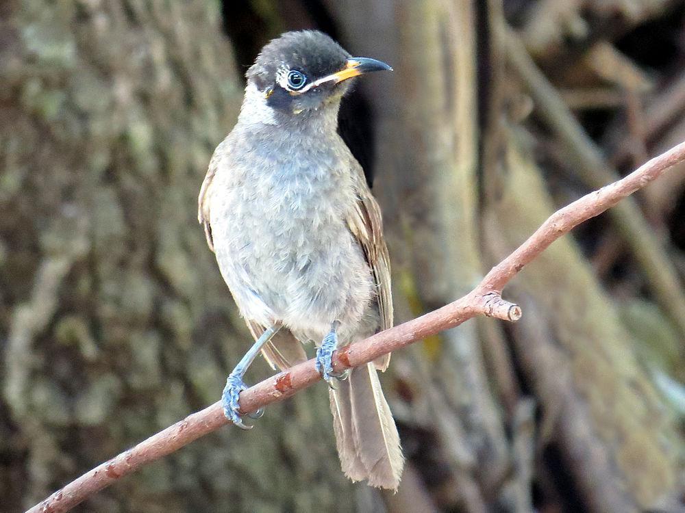 暗喉吸蜜鸟 / Bridled Honeyeater / Bolemoreus frenatus