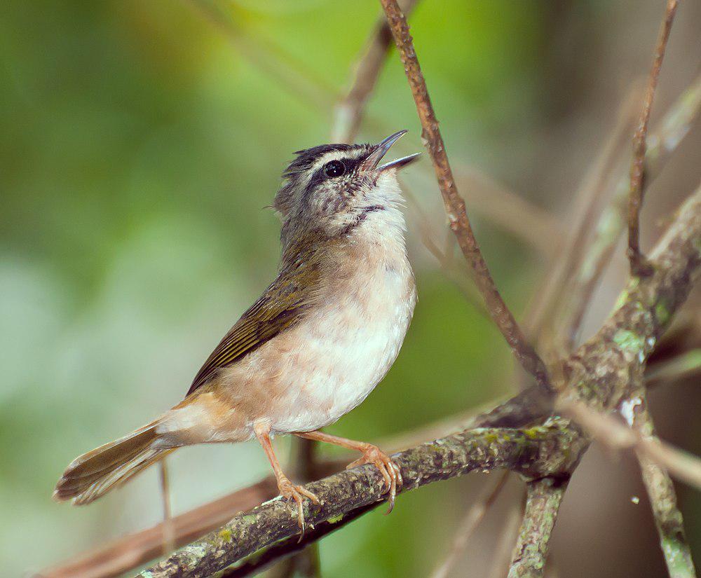 河王森莺 / Riverbank Warbler / Myiothlypis rivularis