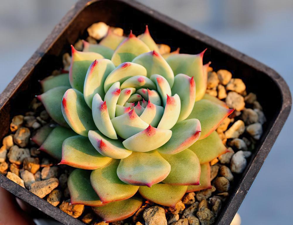 吉娃娃Echeveria chihuahuaensis