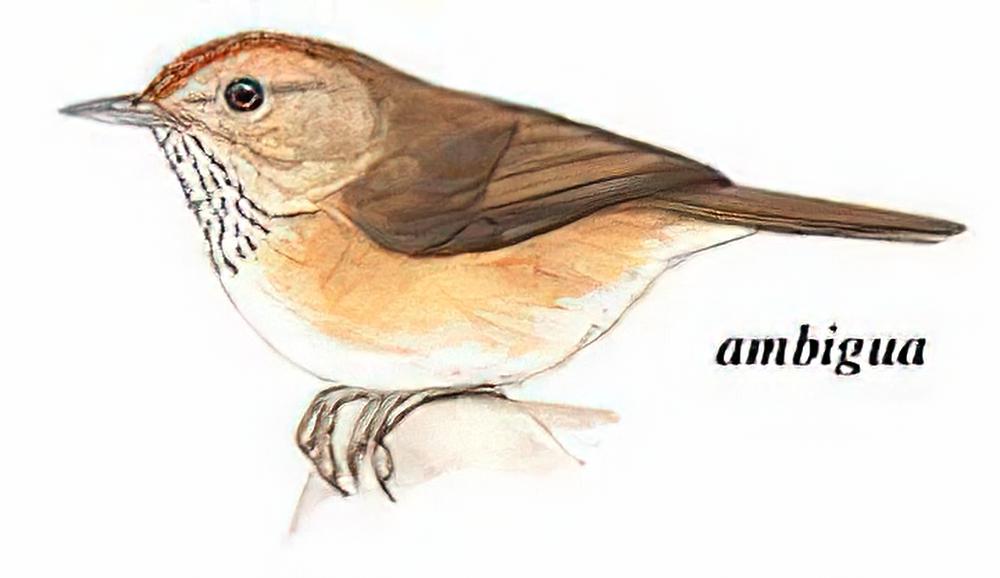 红额穗鹛 / Bufous-fronted Babbler