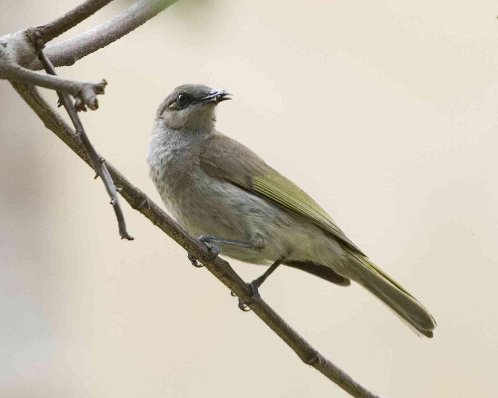 印尼岩吸蜜鸟 / Indonesian Honeyeater / Lichmera limbata