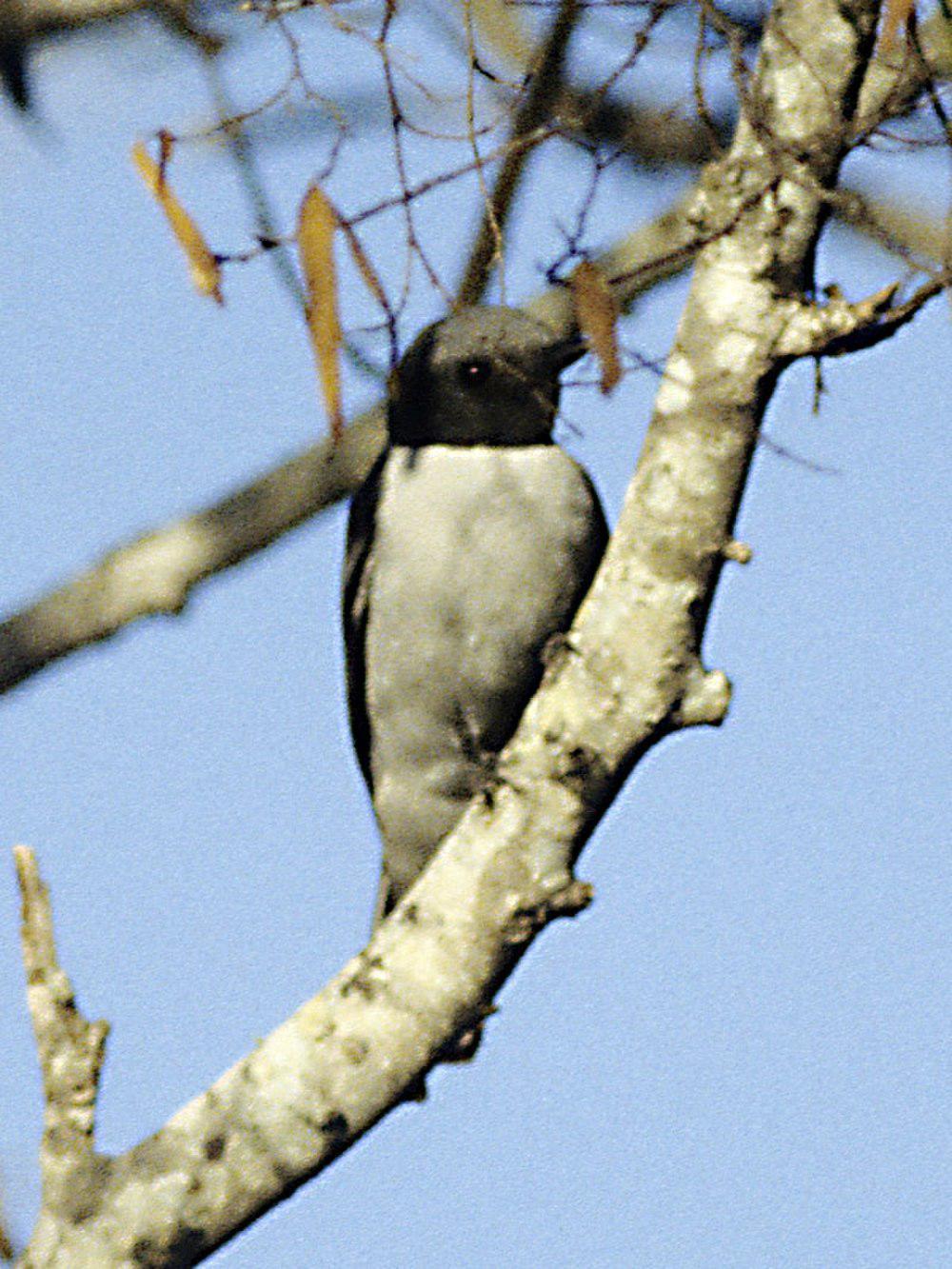 马岛鹃鵙 / Madagascan Cuckooshrike / Ceblepyris cinereus