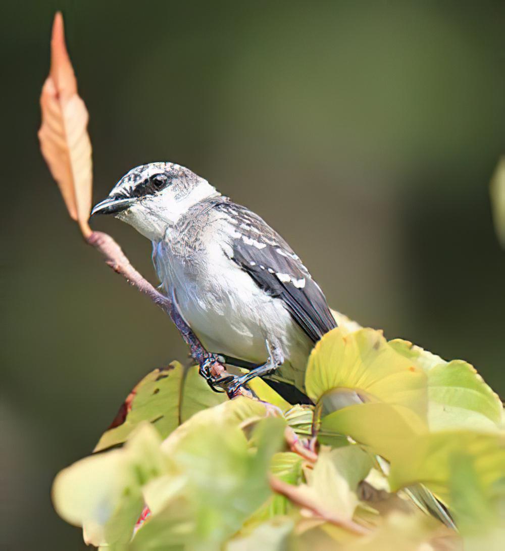 琉球山椒鸟 / Ryukyu Minivet / Pericrocotus tegimae