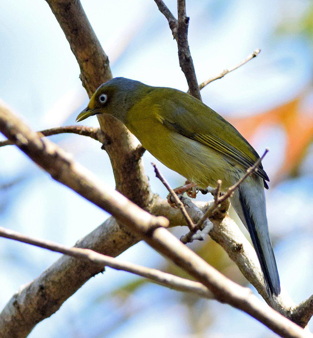 灰头鹎 / Grey-headed Bulbul / Brachypodius priocephalus