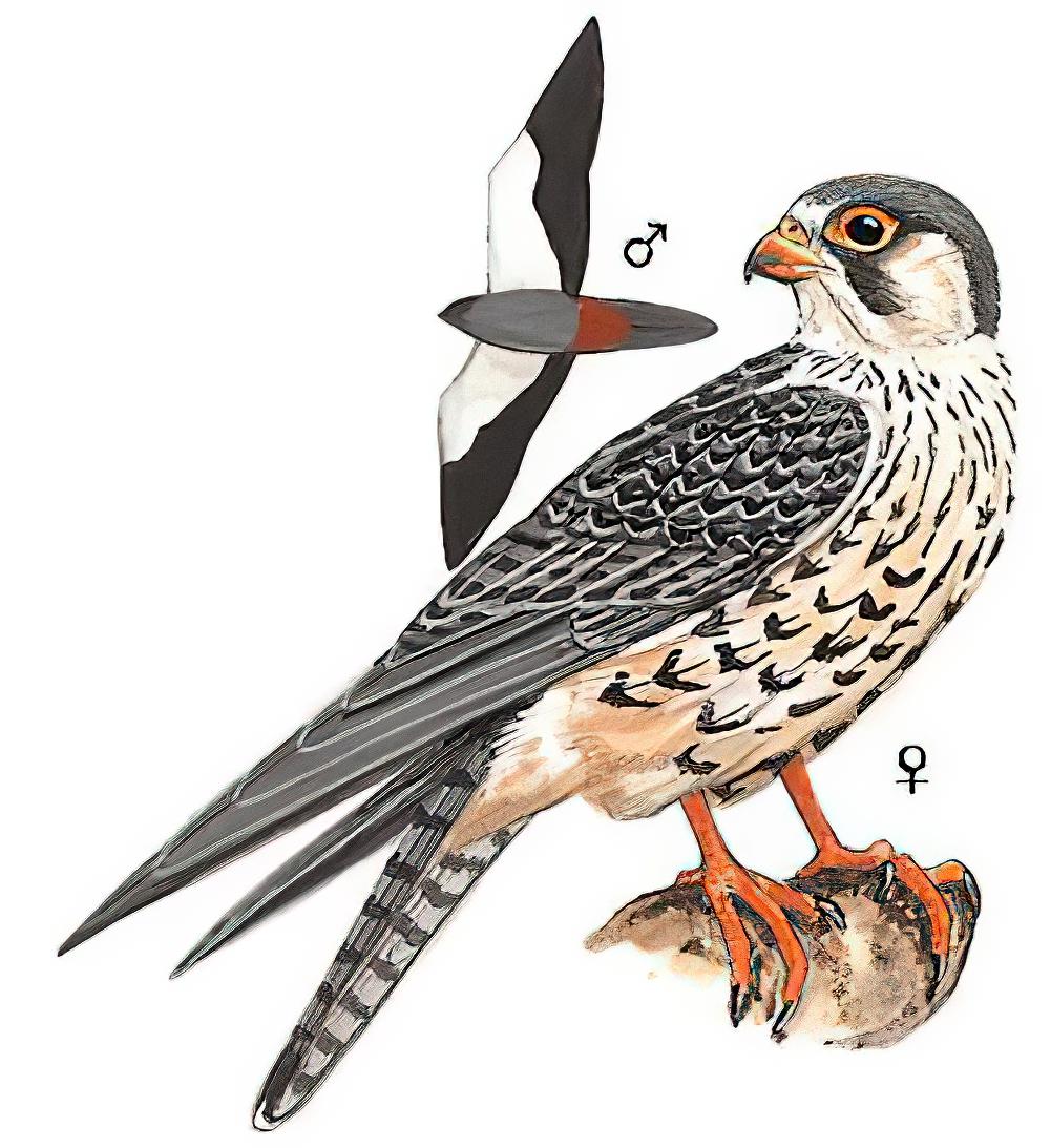 红脚隼 / Amur Falcon / Falco amurensis