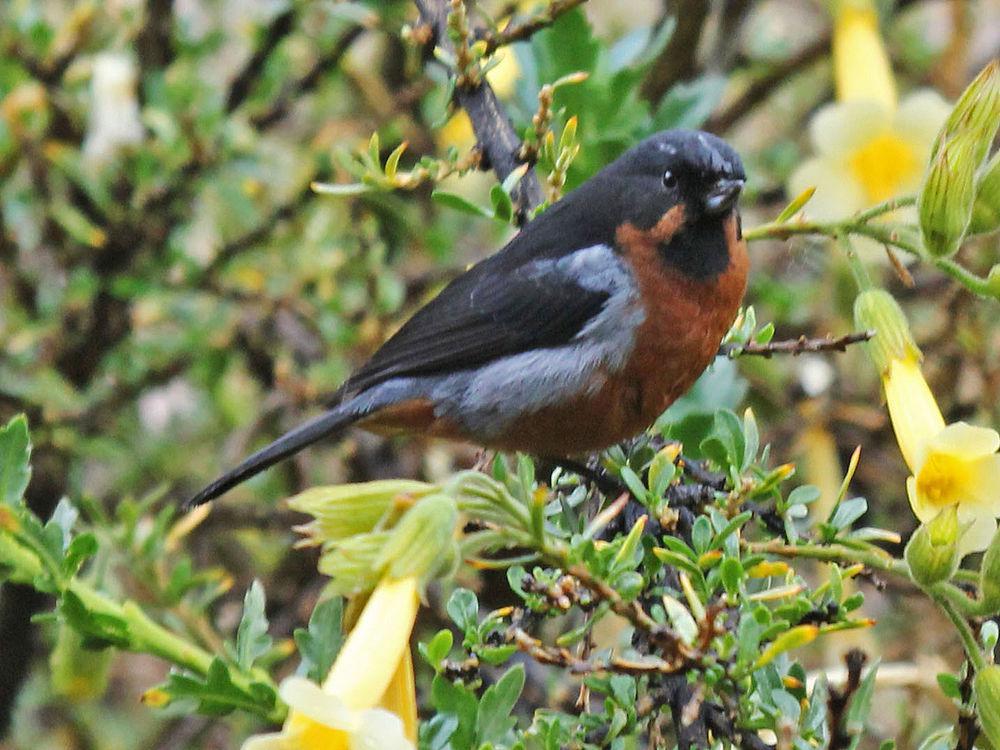 黑喉刺花鸟 / Black-throated Flowerpiercer / Diglossa brunneiventris