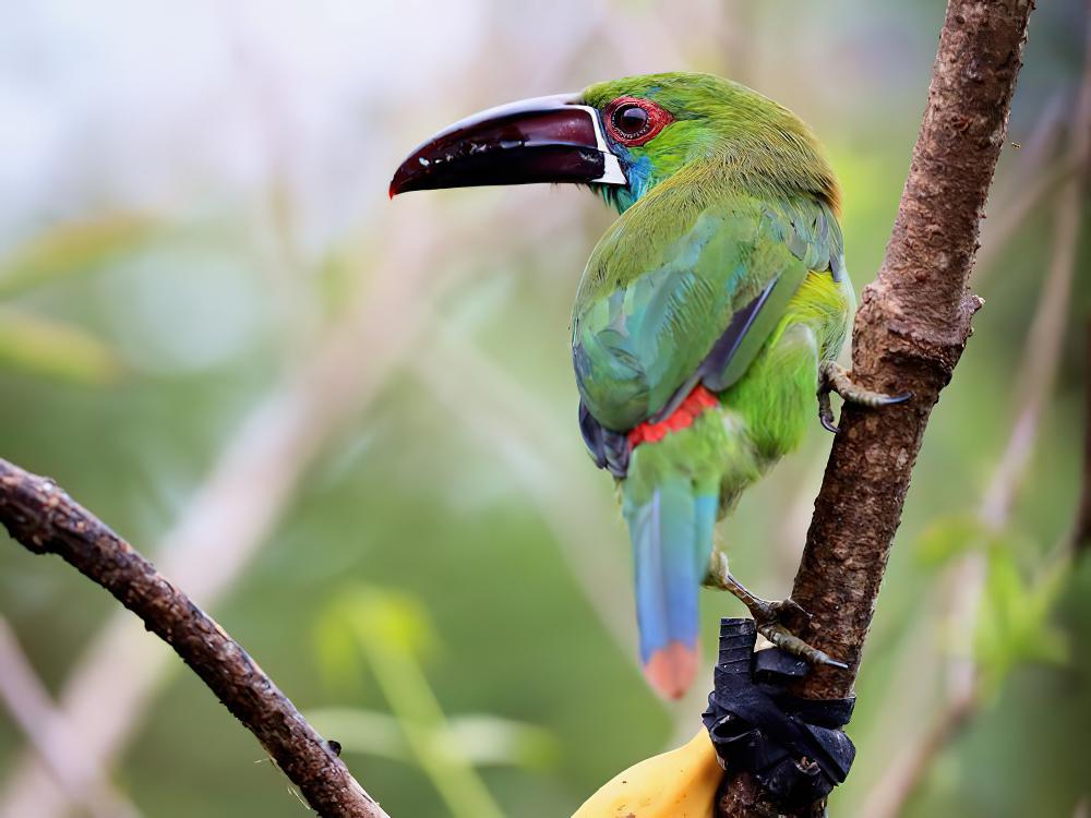 绯腰巨嘴鸟 / Crimson-rumped Toucanet / Aulacorhynchus haematopygus