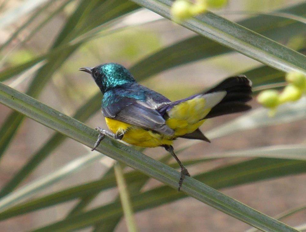 尼罗直嘴太阳鸟 / Nile Valley Sunbird / Hedydipna metallica