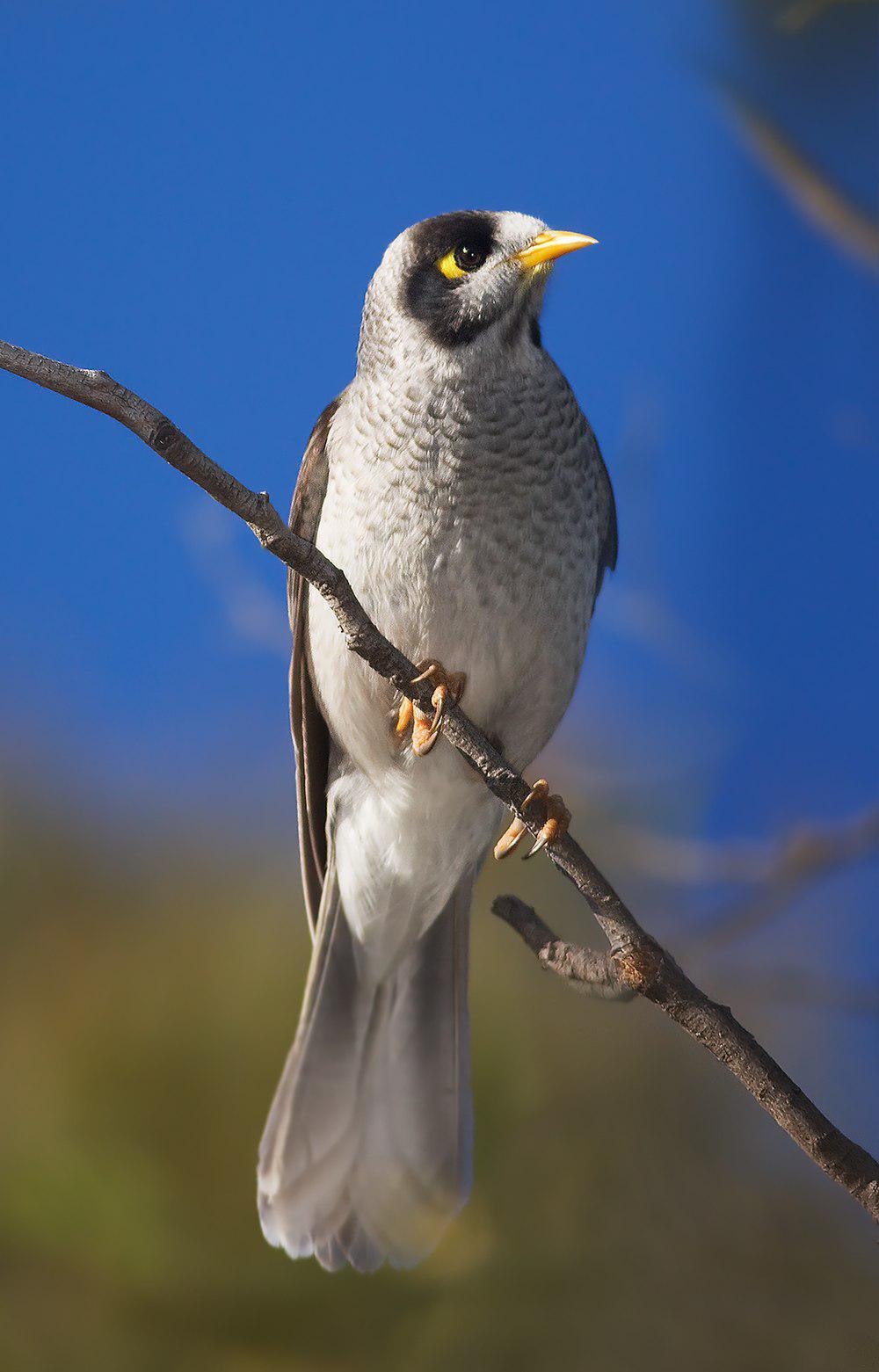 黑额矿吸蜜鸟 / Noisy Miner / Manorina melanocephala