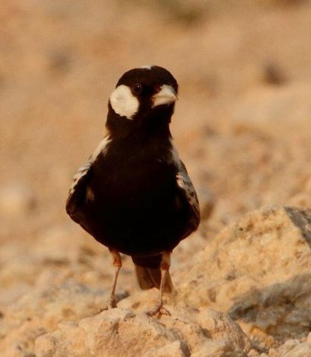 灰背雀百灵 / Grey-backed Sparrow-Lark / Eremopterix verticalis