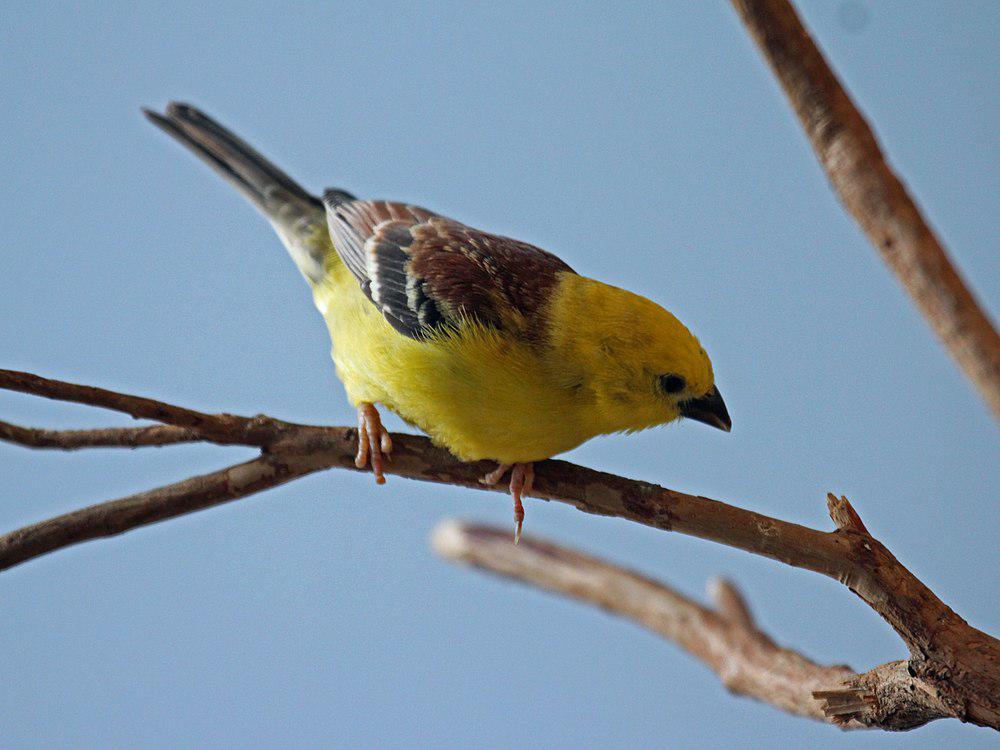 金麻雀 / Sudan Golden Sparrow / Passer luteus